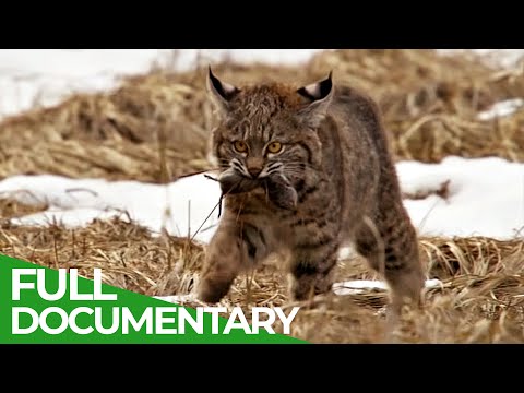 The Most Emotional Wildlife Moments