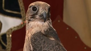 Falconry at Medieval Times - Spotlight
