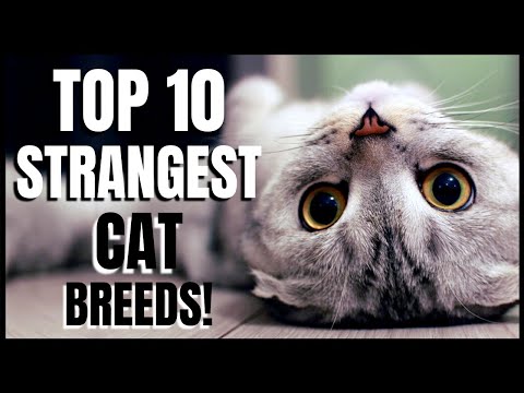 Top 10 Strangest Cat Breeds