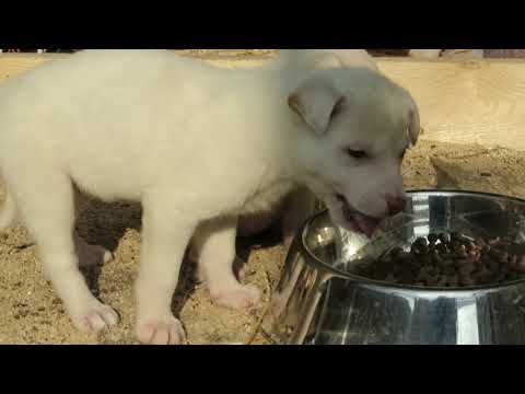 Zu Besuch bei den Wabibas - Mama Wabiba mit Kiddies Vacuna, Ultima, Hafida, Viator, Unitas + Heimo