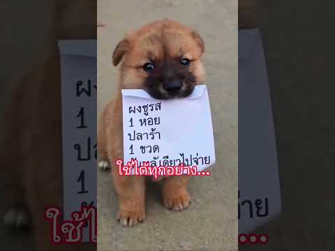ไปซื้อของให้พ่อหน่อย.. #หมา #หมาน่ารัก #หมาน้อย #ทาสหมา #คลายเครียด #ตลกฮาฮา #หมาน้อยน่ารัก