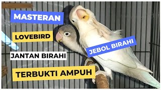 Download lagu MASTERAN LOVEBIRD JANTAN BIRAHI TINGGI | MASTERAN JEBOL BIRAHI mp3 Download lagu MASTERAN LOVEBIRD JANTAN BIRAHI TINGGI | MASTERAN JEBOL BIRAHI mp3