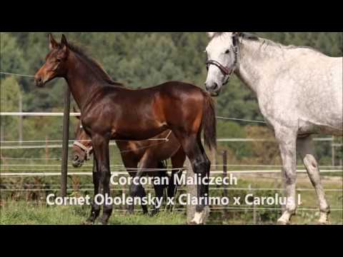 Corcoran Maliczech Cornet Obolensky x Clarimo