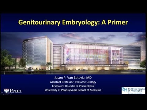 5.21.2020 Urology COViD Didactics - Pediatric Genitourinary Embryology