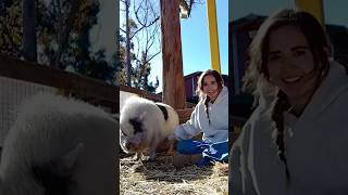 Download lagu Pigs are like cats 🐷🥰 #shorts #pig #animals #farm #irl #mayahiga #twitch #streamer mp3 Download lagu Pigs are like cats 🐷🥰 #shorts #pig #animals #farm #irl #mayahiga #twitch #streamer mp3