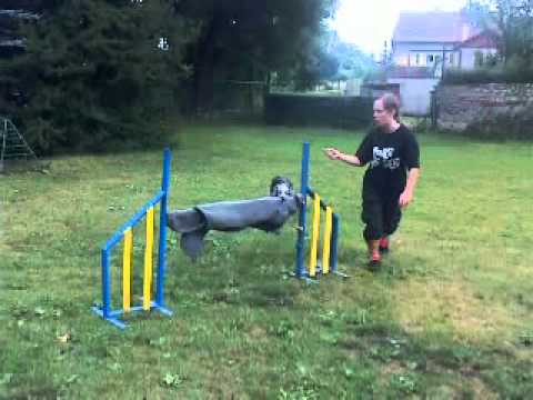 Beauty - 5. 7. - agility jirkov