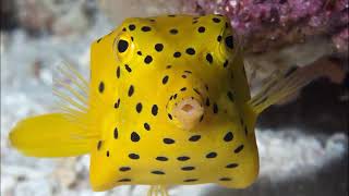 Facts: The Boxfish