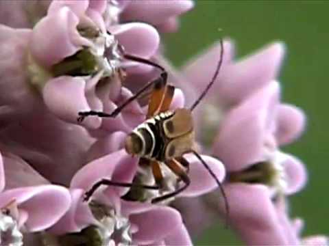 download lagu mp3 mp4 Milkweed Pennsylvania, download lagu Milkweed Pennsylvania gratis, unduh video klip Milkweed Pennsylvania
