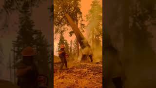 Cutting down a burning tree in middle a wild fire.