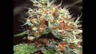 Elephant Man- Gimmie the Weed.wmv