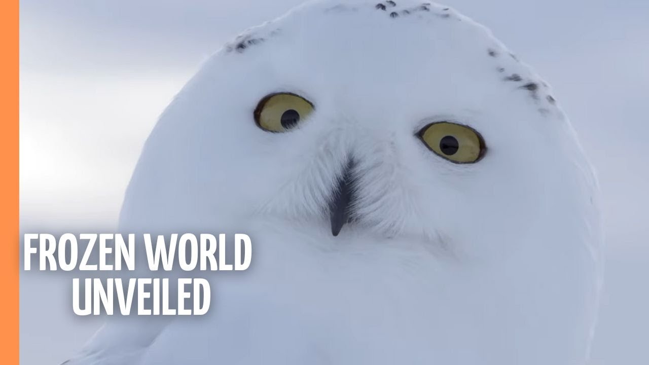 Arctic Wildlife Wonders: A Frozen World Unveiled