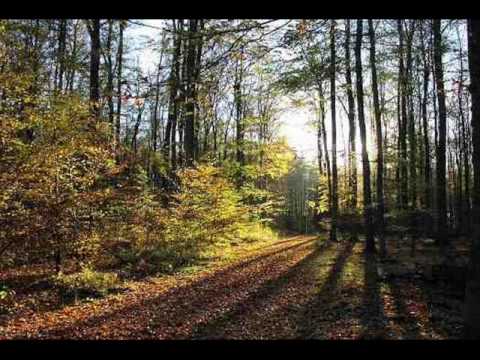 Geschichten aus dem Wienerwald op.325 - Johann Strauss II