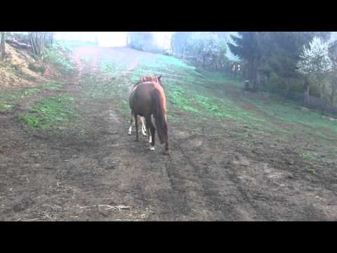 Ponystutfohlen vom Cyrill/Principal-Boy Zg Mathay-Robert