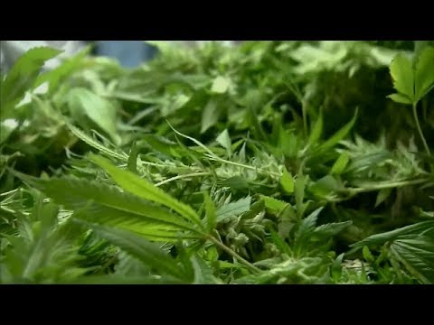 NY Recreational Marijuana Legalization