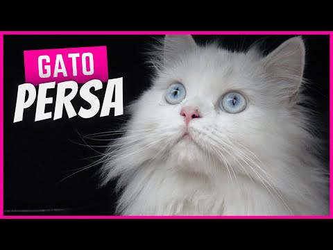 Gato Persa | Características, personalidad y cuidados