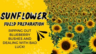 We are going to grow sunflowers! Great news and heartbreak all in one day.