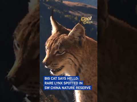 Big cat says hello: Rare lynx spotted in SW China nature reserve #coolchina