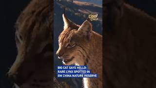 Big cat says hello: Rare lynx spotted in SW China nature reserve #coolchina