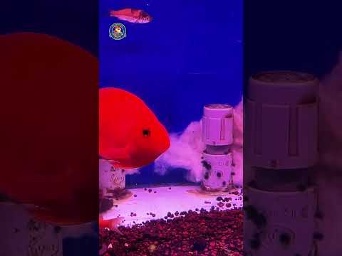 Video Thumb