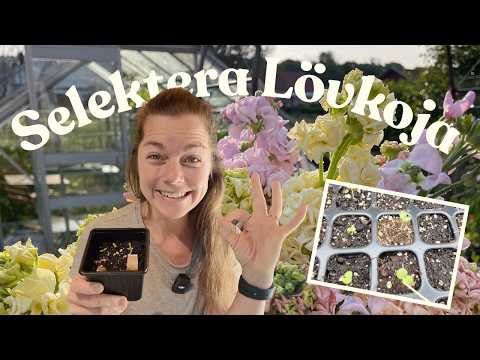 Dubbla eller enkla lövkoja? 🌱 Mängder av småplantor - nu kör vi 🤩🥳 Lövkoja, Sommarflox, Harört mm