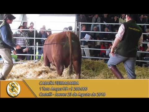 23-08-18 Venta de Toros P.P. - Cabaña TerraGarba - Castelli.