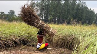 Life of An African Village Woman/ Cooking Food #shortvideo #lifestyle #villagelife #africa