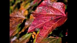 Erik Wøllo - Early Autumn