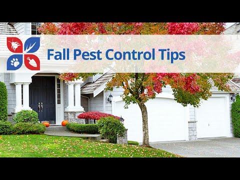  Fall Pest Control Tips Video 