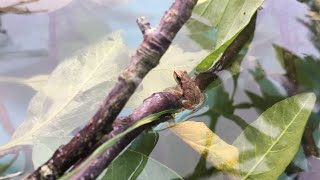 anyway here’s some tiny frogs (baby frog jumping in slow motion)