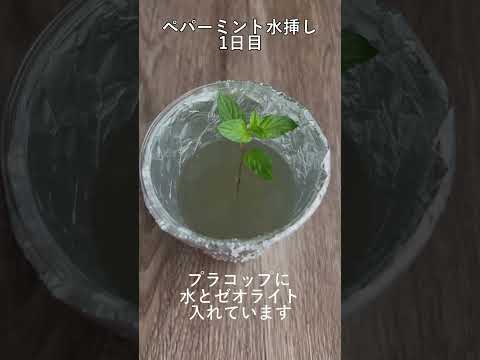 コップ一杯の水で挿し木をするにはどうすればよいですか？水から取れる植物は何ですか?  庭園