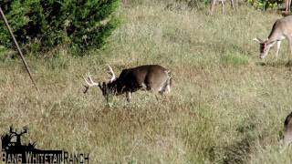 preview picture of video 'Bang Whitetail Deer Hunting Ranch - Fredericksburg, Texas'