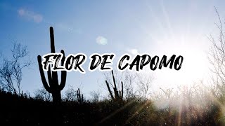 FLOR DE  CAPOMO - RAMÓN AYALA - LETRA.