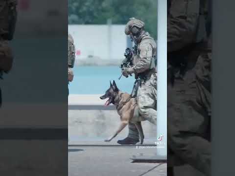 🇦🇹Jagdkommando🇦🇹 #jagdkommando #specialforces #training #spezialeinheit #military #militär #austria