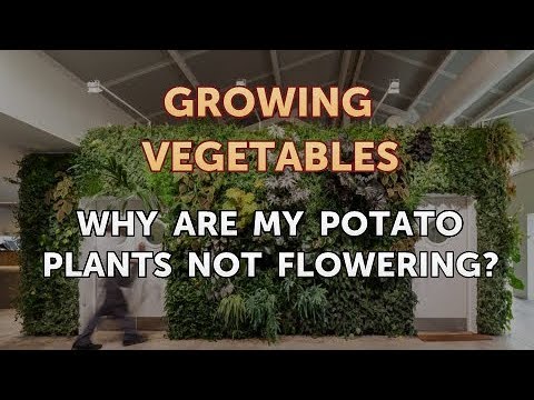 When to Pick Hungarian Hot Wax Peppers