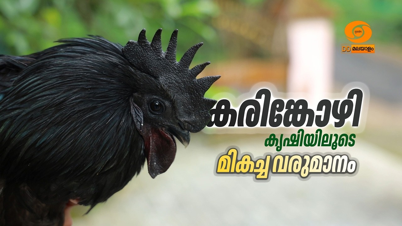 കരിങ്കോഴിയെ വളർത്തുന്നത് എങ്ങനെയെന്ന് പഠിക്കാം, ലാഭം നേടാം | Learn how to raise black chickens and make a profit