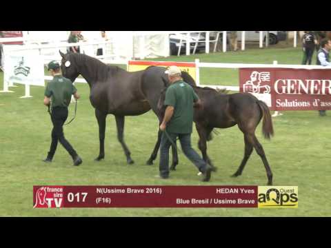 Show AQPS Le Lion 2016 : Lot 17 - N(Ussime Brave 2016)