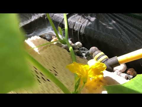 Greenhouse Gardening: Growing cucumbers and pollinating tips