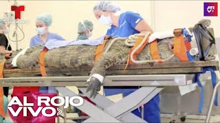 Una cocodrilo gigante es operada de emergencia tras comerse algo insólito
