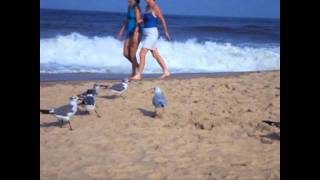 Scissor Sisters &quot;Skin This Cat&quot; Official Seagull Dance Party Music Video!!!!!