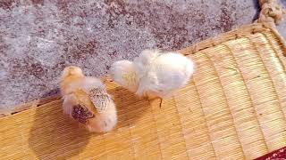 Two chickens are playing happily