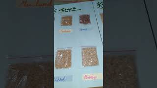 Rabi crops and kharif crops Project on chart|How to make project on chart #project #video #viral