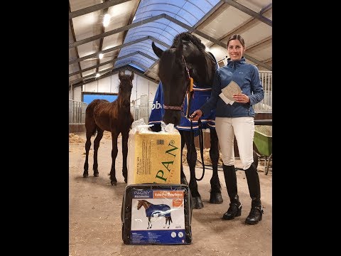 Reintje simply became the best of the day, out of 100. Friesian horse dressage. Proef 18