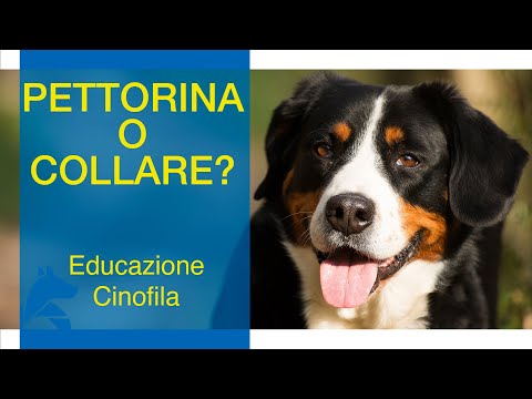 Esercizi per larticolazione della caviglia dopo la frattura Il motivo per cui il collo osteocondrosi vertigini