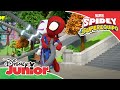 Marvel Spidey y su superequipo: ¡Ahora duerme, Doc! | Disney Junior Oficial