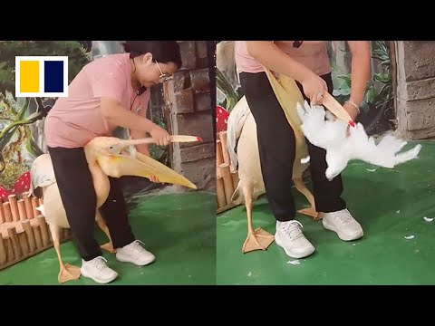 Pelican caught eating pigeon ‘colleague’ at zoo in China