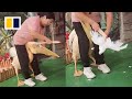 Pelican Caught Eating Pigeon Colleague At Zoo In China