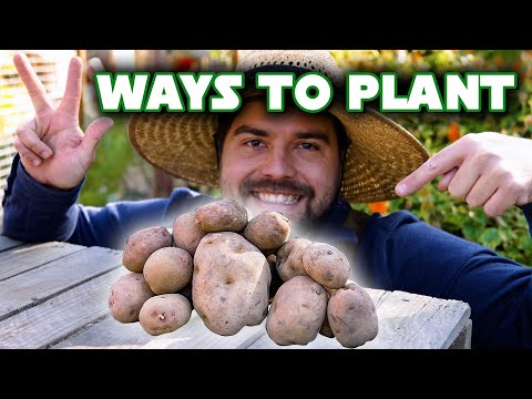 , title : '3 Ways I Am Growing Potatoes In My Garden'