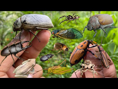Beetle season has arrived‼️deer claw beetle, palm beetle
