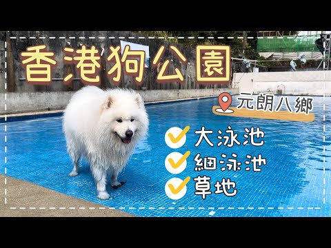 香港狗泳池🐙｜元朗八鄉「斜路」狗泳池｜📍香港狗公園-寵物新天地｜西摩Tako｜@big_dog_channel
