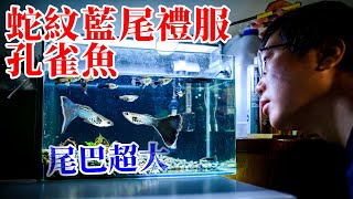 新增兩對蛇紋藍尾孔雀魚 | SY's AquaStudio 水族工作室